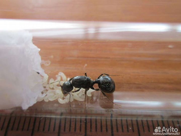 Муравьи жнецы