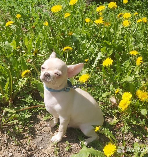 Шикарный парень Гусь щенки чихуа