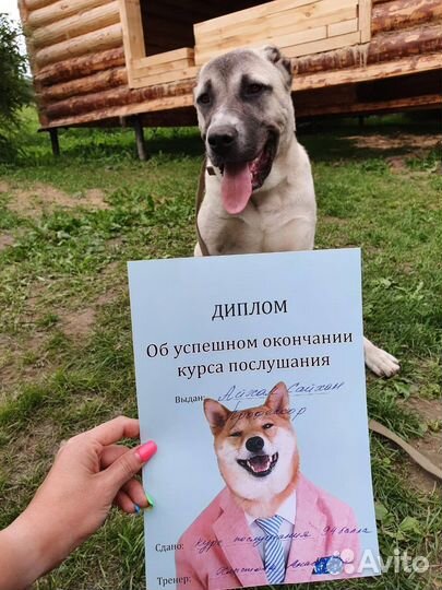 Хендлер, кинолог, курсы послушания, дрессировка