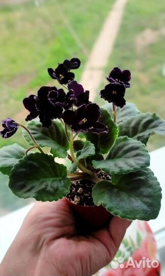 Детки и пасынки фиалок