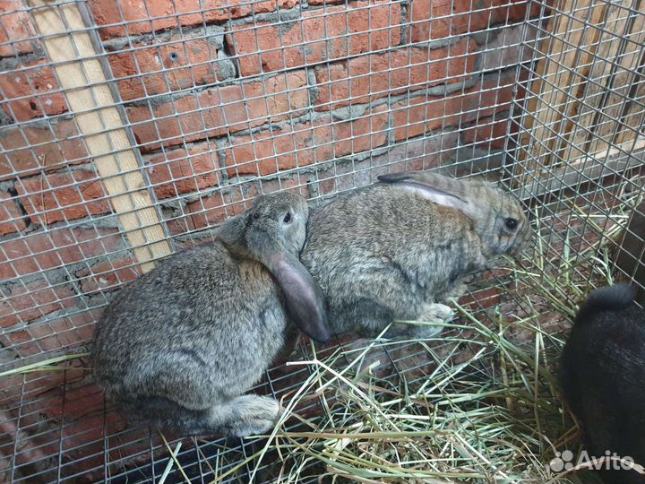 Кролики,помесь