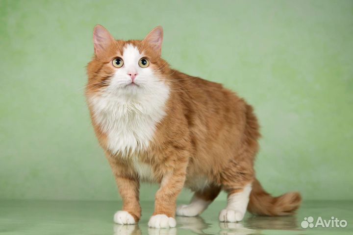 Кот сибирский ласковый в дар 1 год