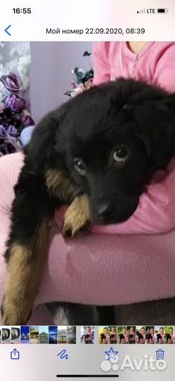 Собака в добрые руки