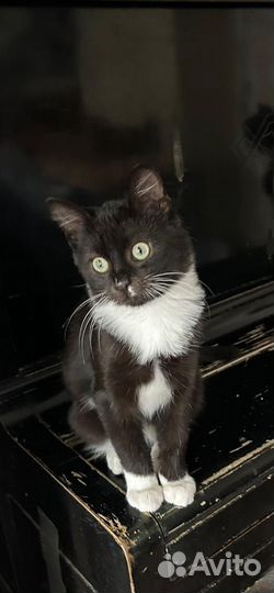 Котенок