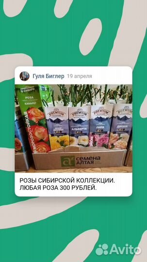 Рассада многолетних цветов