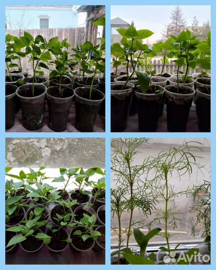 Рассада однолетних цветов