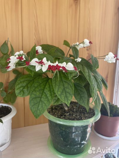 Комнатный цветок. Клеродендрум томпсон