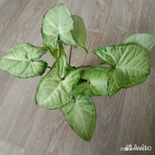 Комнатные цветы