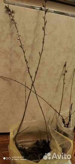 Миндаль розовый