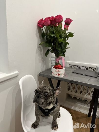 Французский бульдог мерле кабель вязка