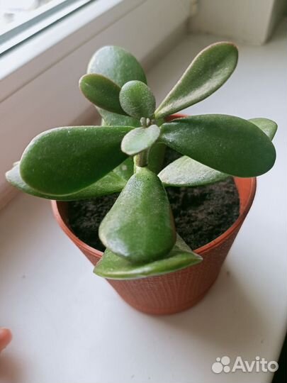 Толстянка денежное дерево