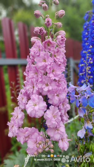 Дельфиниум