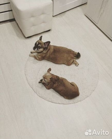 Уход за животными