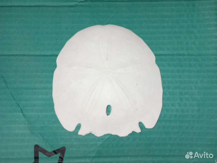 Sand dollar из США