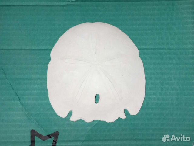 Sand dollar из США