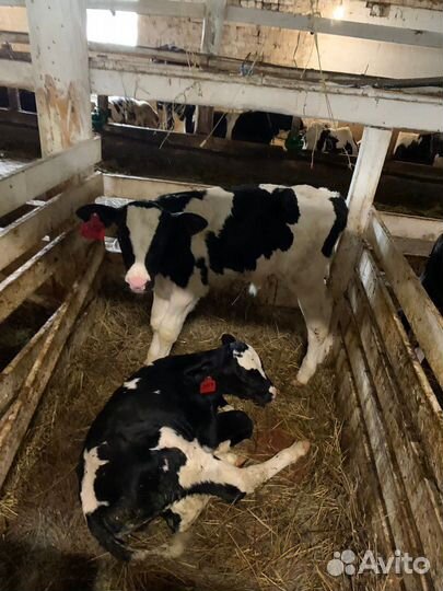 Бычки от 1мес