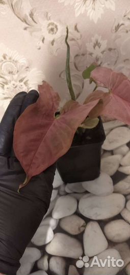 Сингониум neon Пинк