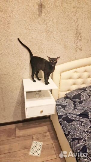 Продаю Сяву