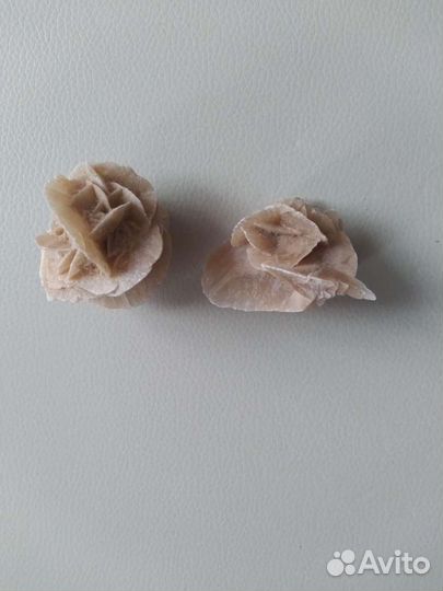 Морские ракушки