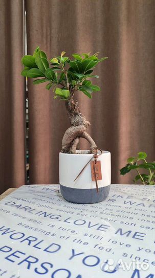 Дерево бонсай живое комнатное