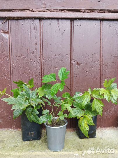 Саженцы анемоны (ветреницы) японской Робустиссита