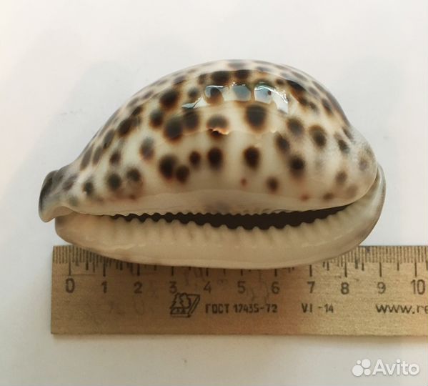 Тигровая ракушка