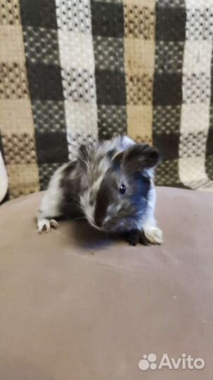 Морская свинка