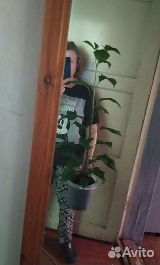 Рассада Каролина острого перца,Хабанеро,Скорпион