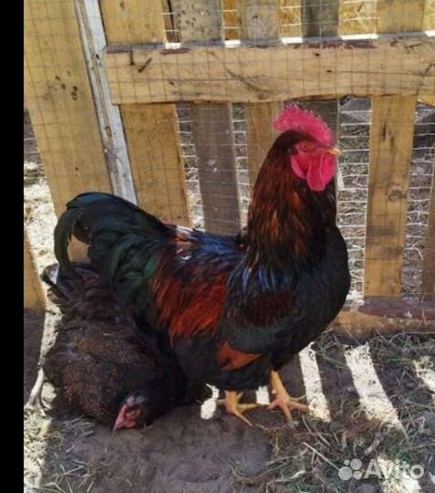 Петух барневельдер, фавероль, лакеданзи