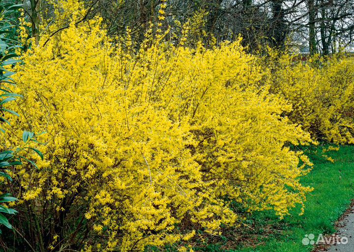 Многолетние цветы для клумб