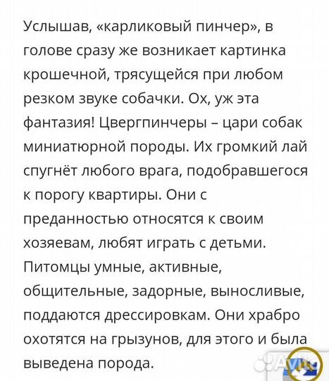 Собаки щенки цвергпинчера