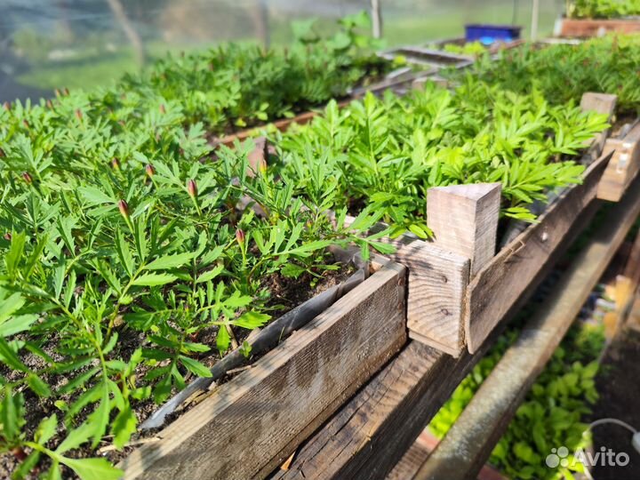 Рассада: капуста(разная),однолетние цветы и др