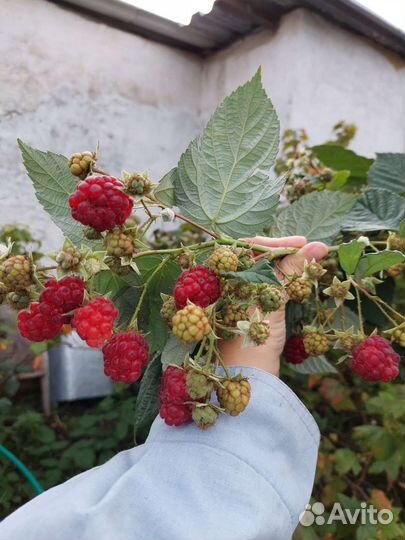 Саженцы малины