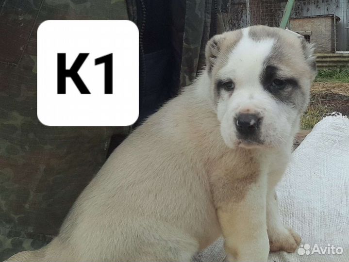 Среднеазиатская овчарка. сао. Алабай