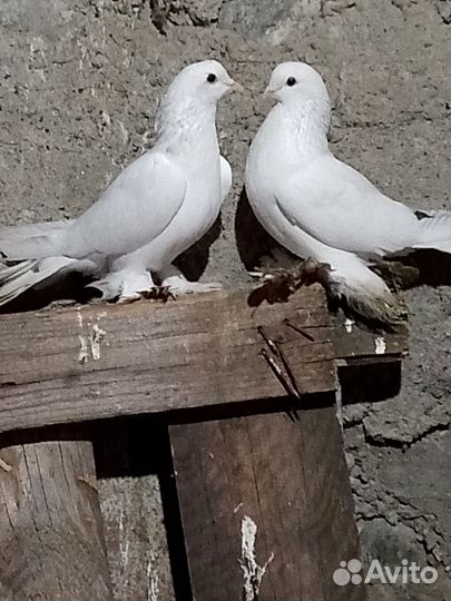 Голуби