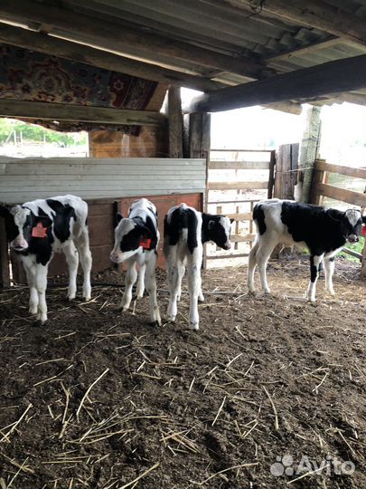 Коровы телята