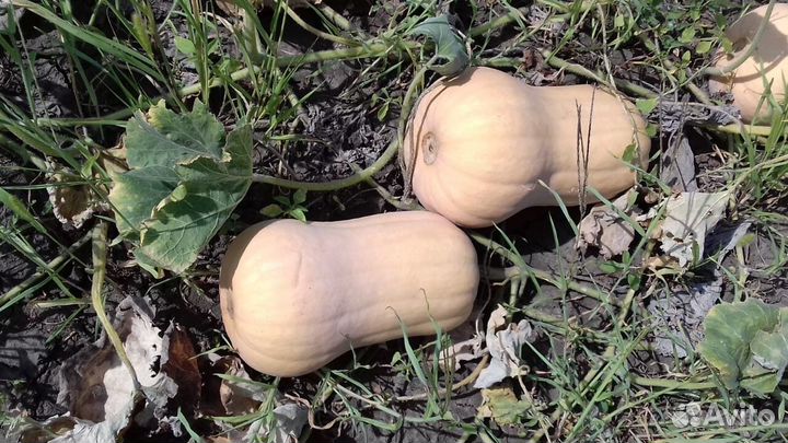 Тыква Матильда