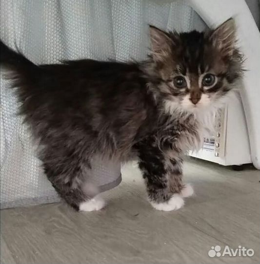 Ищем дом пушистой девочке котенку