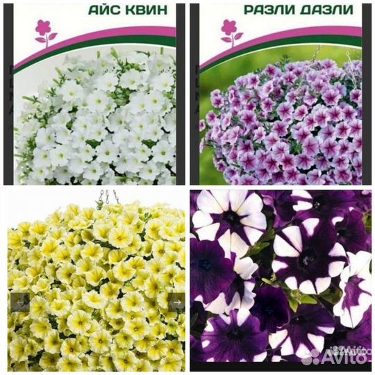 Петуния