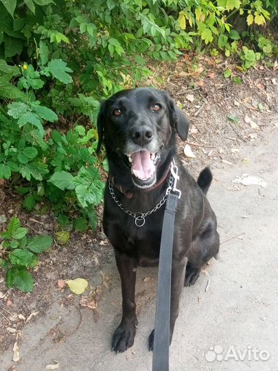 Присмотр и выгул собак