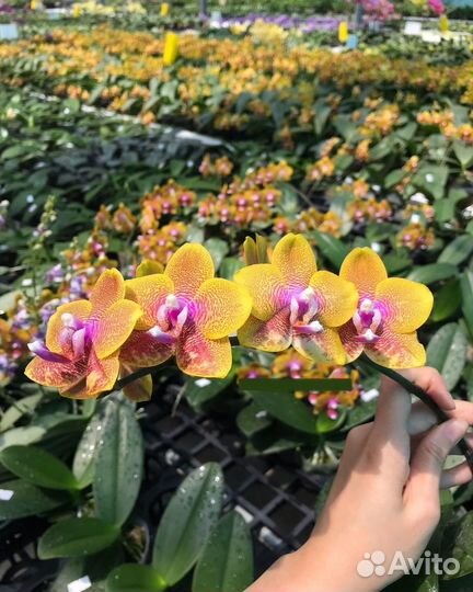 Орхидея фаленопсис Сого Лоуренс, Sogo Lawrence