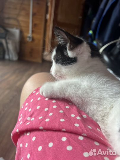 Котенок