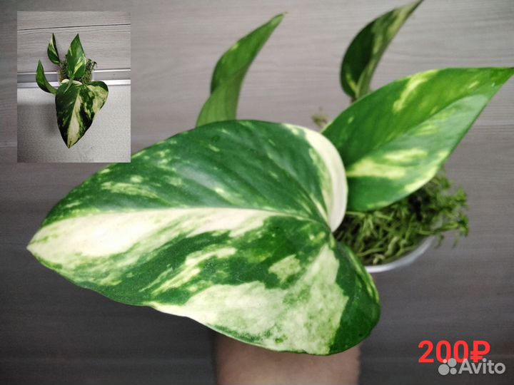 Сциндапсус/эпипремнум