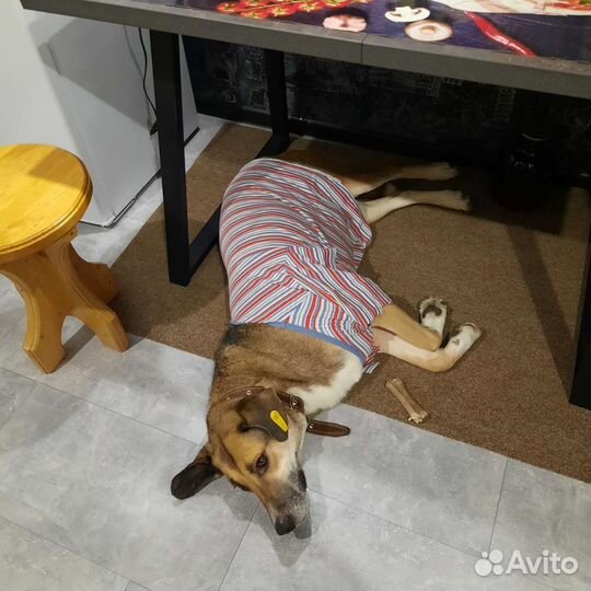 Ищет дом Мишаня