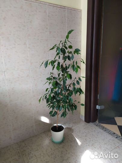 Фикус Бенджамина Эльдорадо