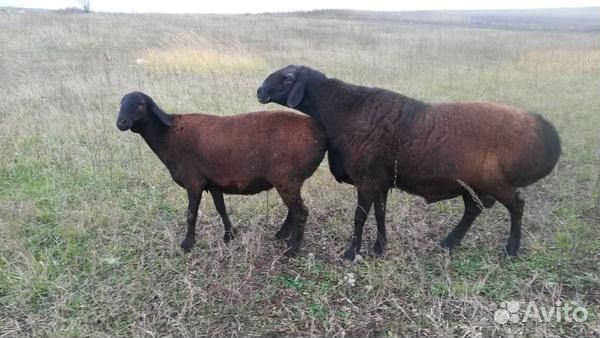 Бараны на Мясо на Развод