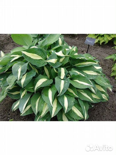 Хоста firn line