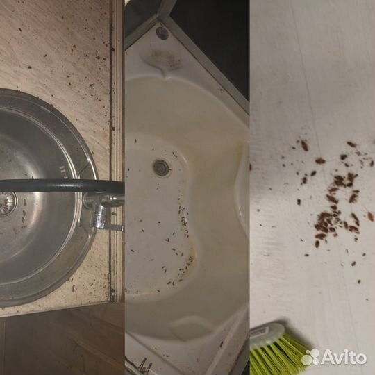 Уничтожение тараканов, клопов, удаление плесени