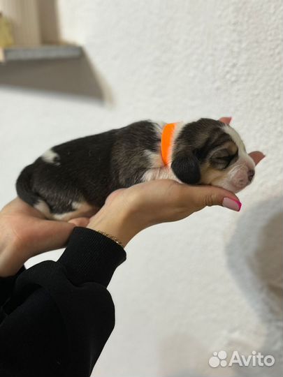 Щенки бигль