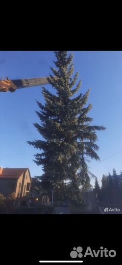 Ель голубая